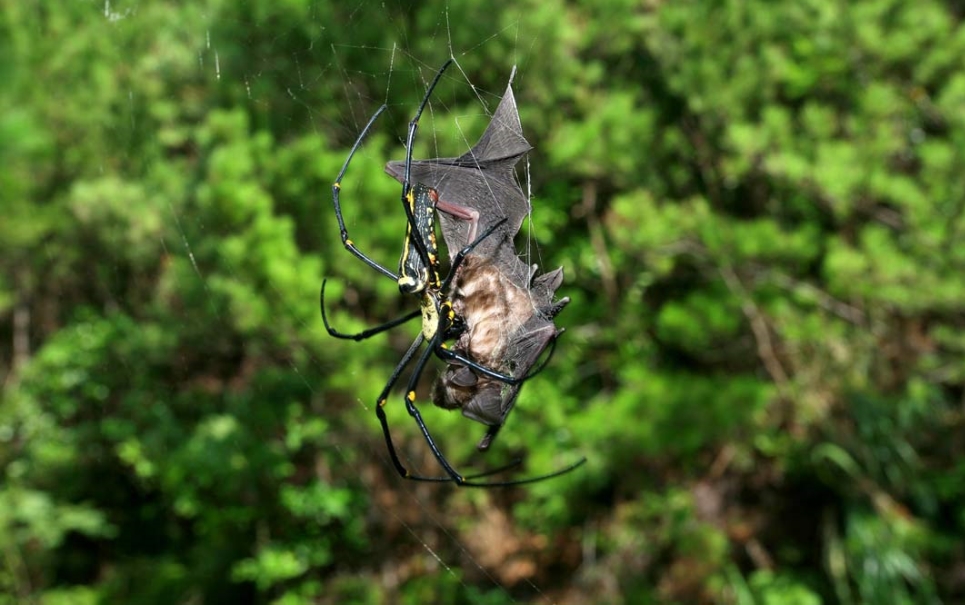 Aranhas devoradoras de morcegos: a coisa mais bizarra que você vai ver hoje