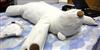 Cafun� rob�tico promete curar problemas do sono