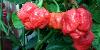 Pimenta mais poderosa do mundo pode at� derreter luvas de l�tex