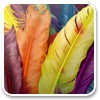 Colorful Feathers Windows 7 Theme 