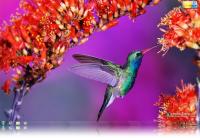 Hummingbird Windows 7 Theme.