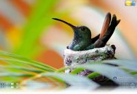 Hummingbird Windows 7 Theme.