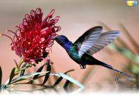 Hummingbird Windows 7 Theme.