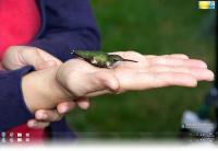 Hummingbird Windows 7 Theme.