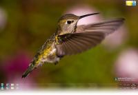 Hummingbird Windows 7 Theme.