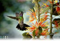 Hummingbird Windows 7 Theme.