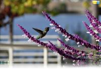 Hummingbird Windows 7 Theme.