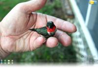 Hummingbird Windows 7 Theme.
