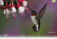 Hummingbird Windows 7 Theme.