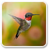 Hummingbird Windows 7 Theme 1.0