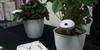Gadget avisa quando suas plantinhas precisam de �gua