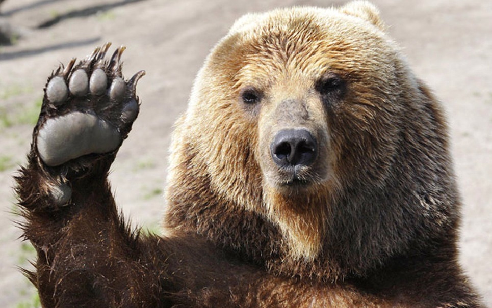Conheça a história do urso que foi membro oficial do exército polonês
