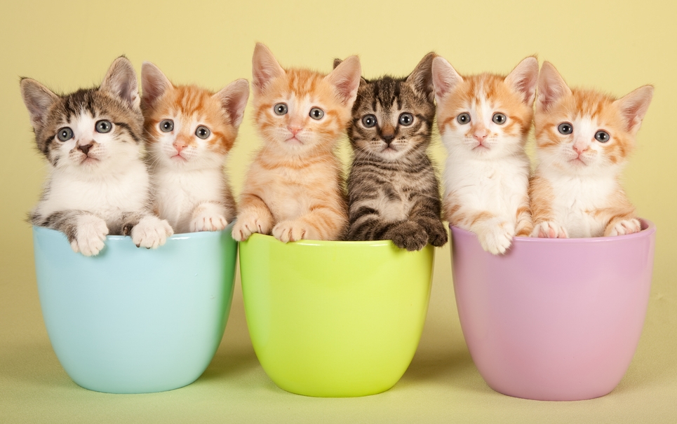 Fofura extrema: 21 GIFs com filhotes Fofura extrema: 21 GIFs com filhotes