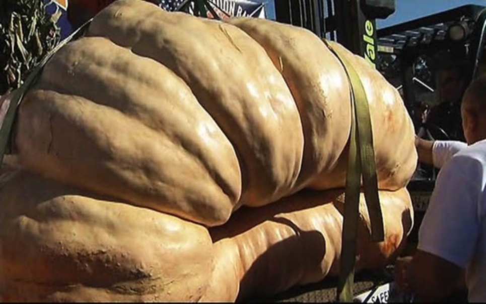 Quebra de recorde: nova maior abóbora do mundo pesa mais de 920 kg