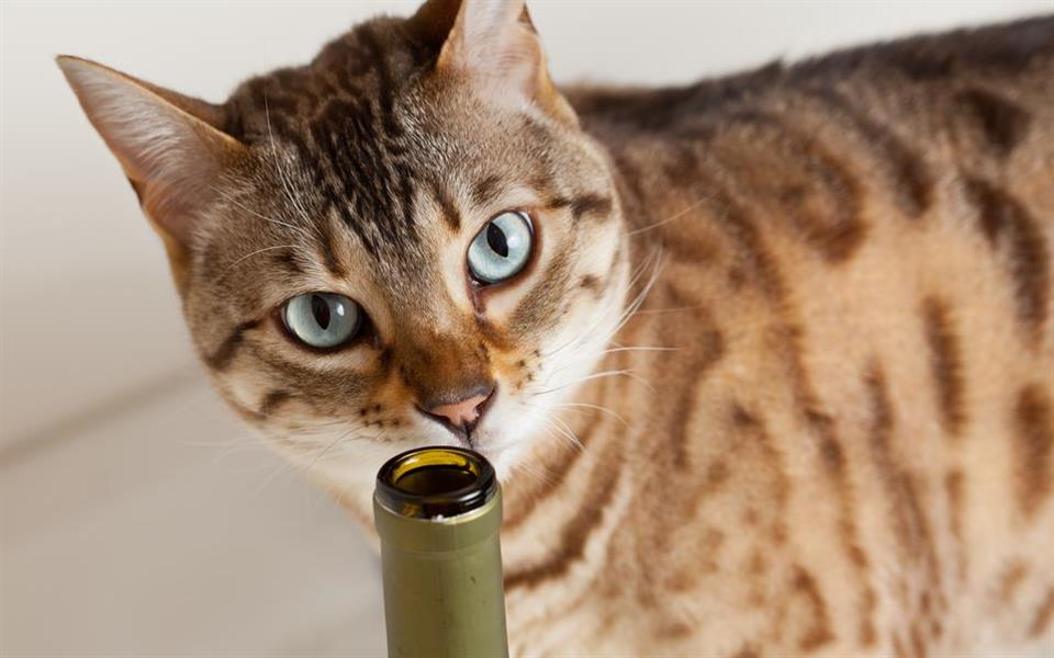 Leite? Que nada! Japoneses lançam vinho feito especialmente para gatos Leite? Que nada! Japoneses lançam vinho feito especialmente para gatos