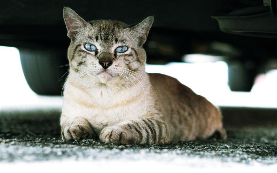 Japão lança campanha para prevenir acidentes com gatos durante o inverno Japão lança campanha para prevenir acidentes com gatos durante o inverno