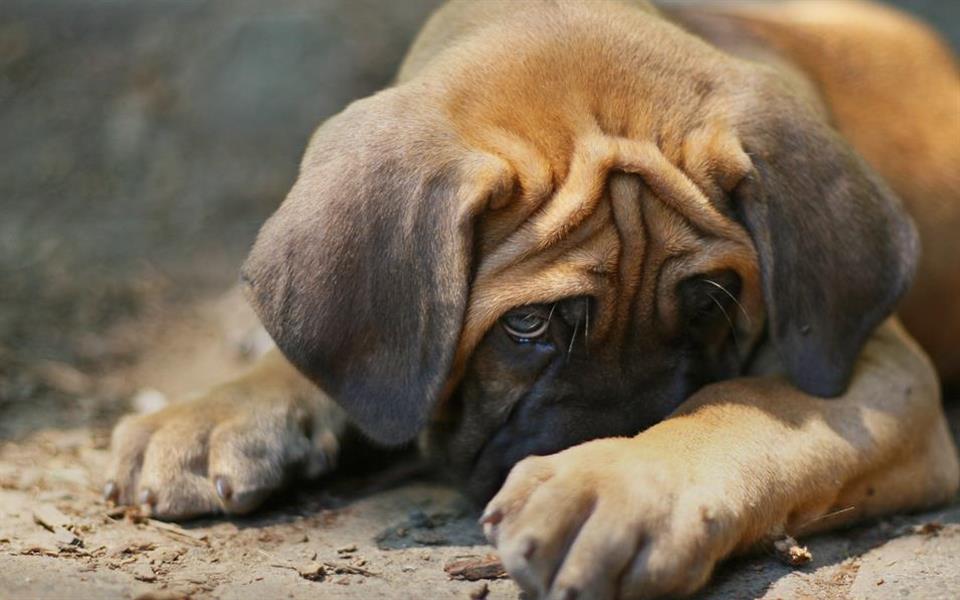 Estudo registra aumento no número de cães intoxicados com maconha nos EUA