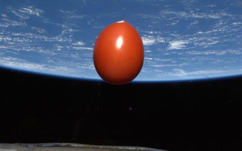 Inacreditável! Tomate foi parar no espaço e está orbitando a Terra