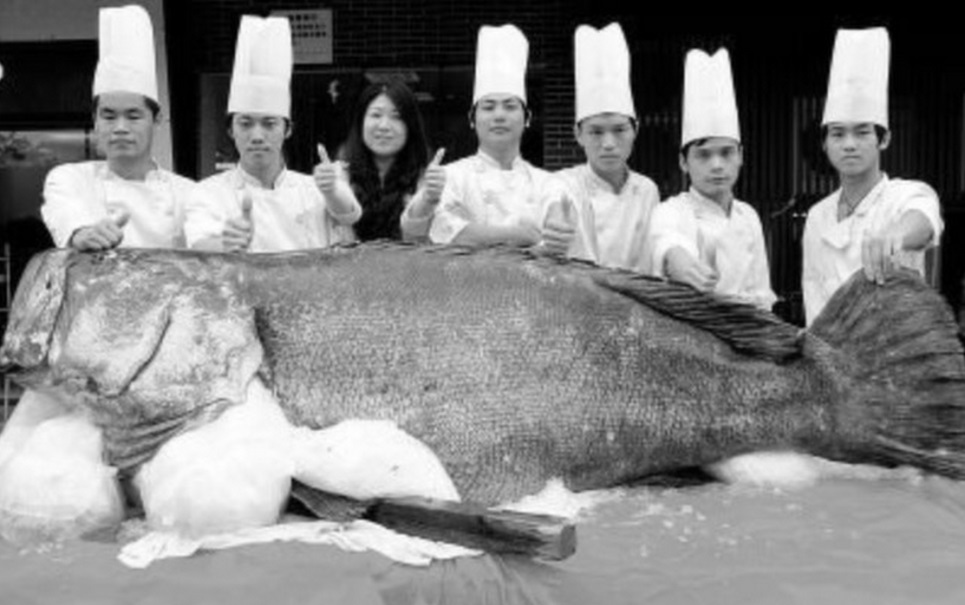 Pescadores capturam peixe gigante de 310 quilos na China