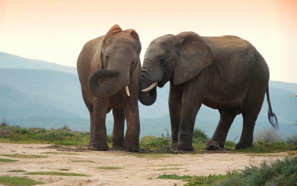 Você sabia que os elefantes conseguem "ouvir" pelos pés?