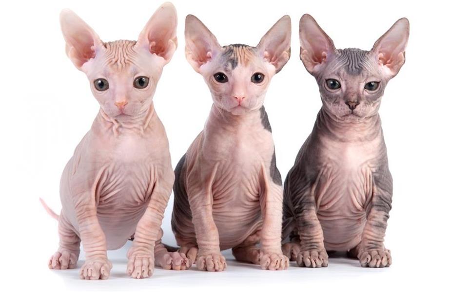 5 mamíferos que quase não possuem pelos