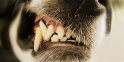 As mordidas mais poderosas do mundo animal [infogr�fico]