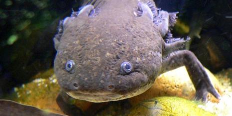 Células de salamandras podem estimular o "recrescimento" de membros humanos