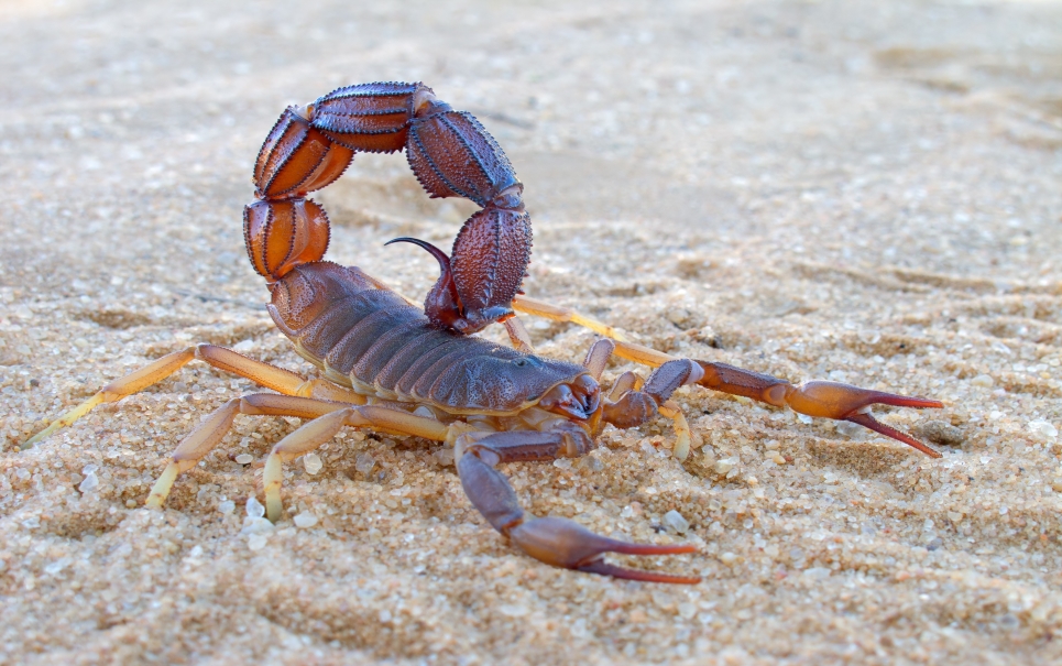 Você sabia que os escorpiões podem viver até um ano sem comer?