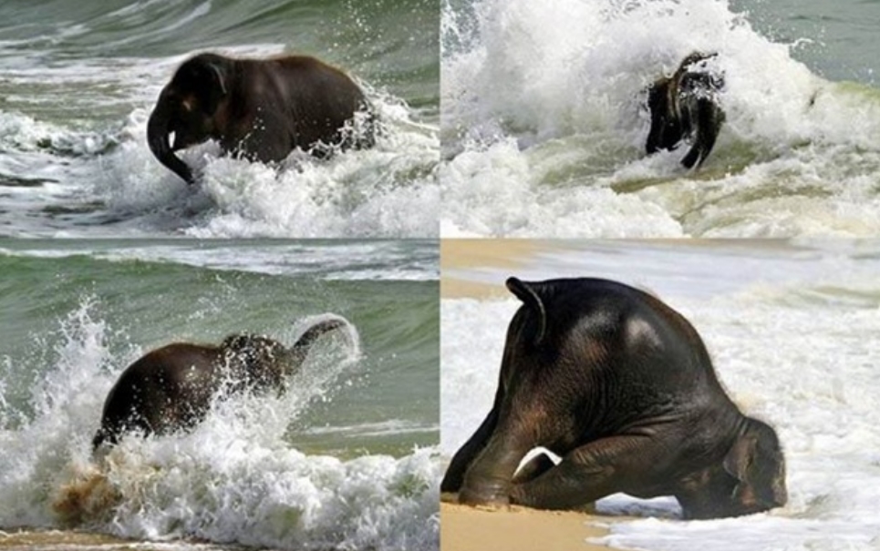 Bebê elefante se esbalda em sua primeira visita à praia [vídeo]