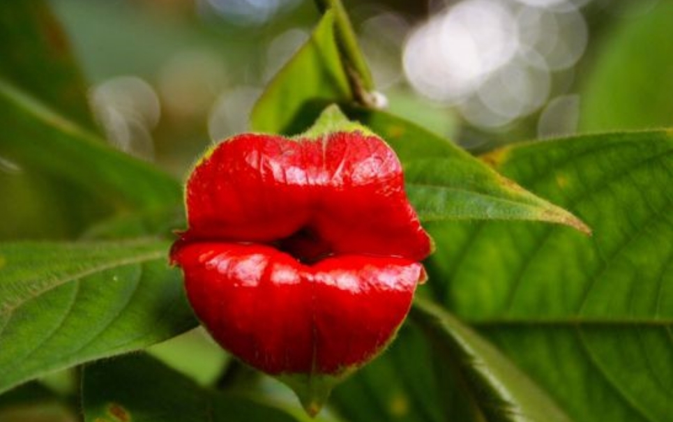 Beijoqueira: confira a planta que parece um bocão e seus sósias humanos
