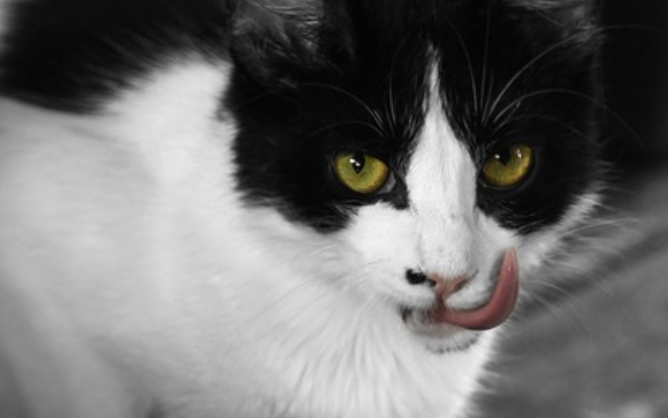 Na Rússia, gato é flagrado tentando levar celulares a presidiários