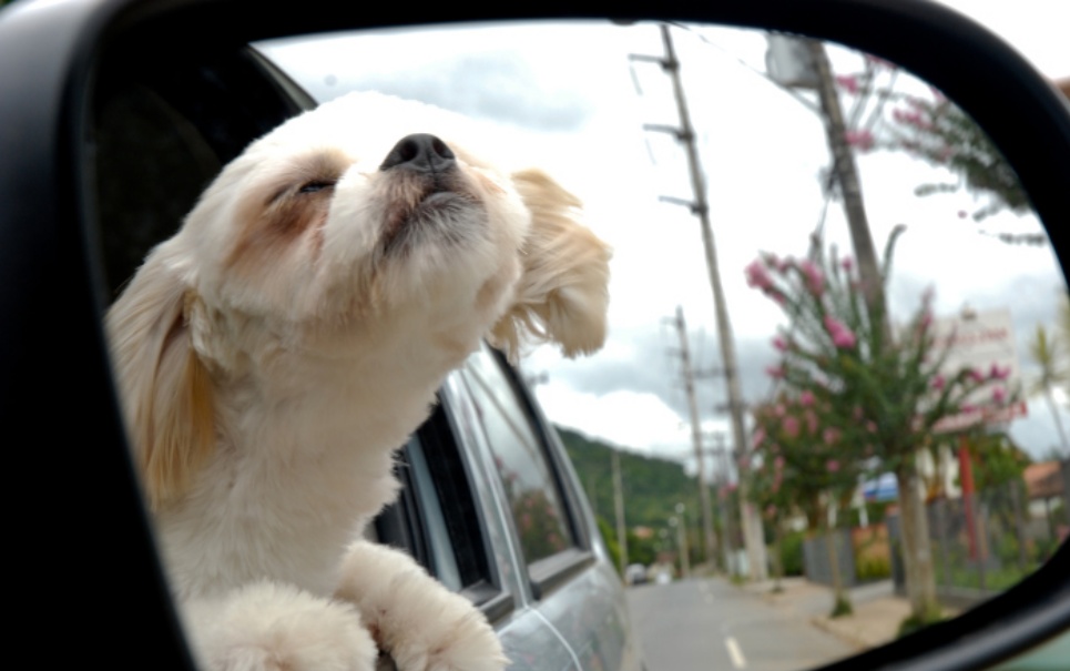 Por que os cachorros colocam as cabeças para fora da janela do carro?