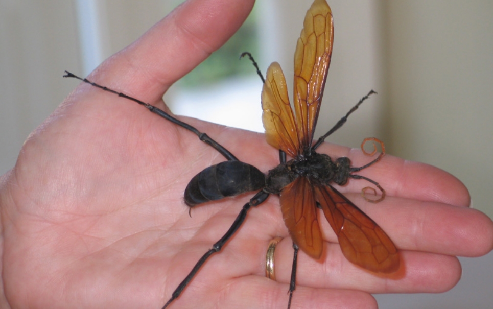5 vespas curiosas capazes de assustar até quem não tem medo de insetos
