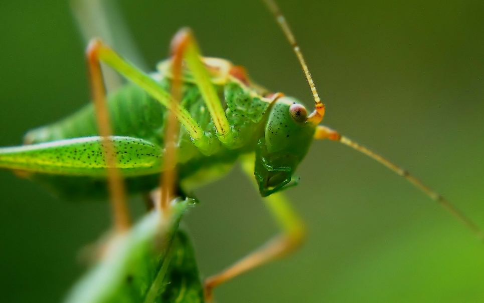 5 insetos com verdadeiros superpoderes