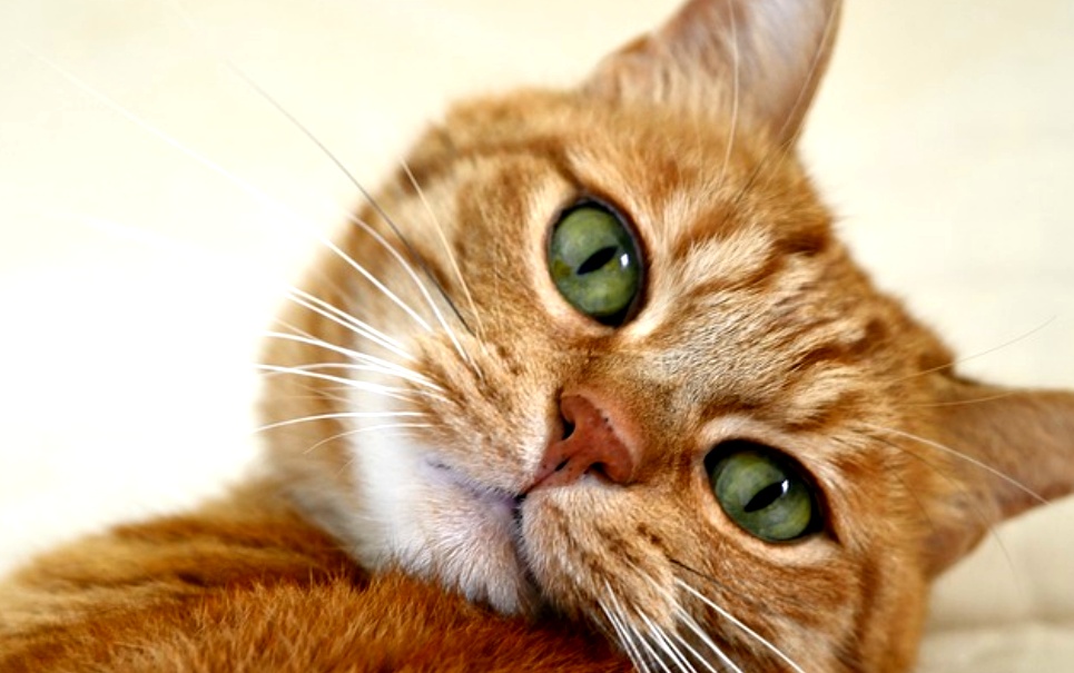 13 dos melhores GIFs de gatos de todos os tempos