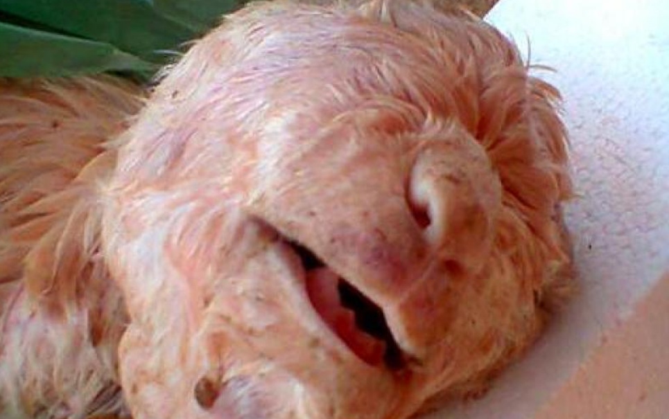 No Ceará, cabra nasce com rosto "humano"
