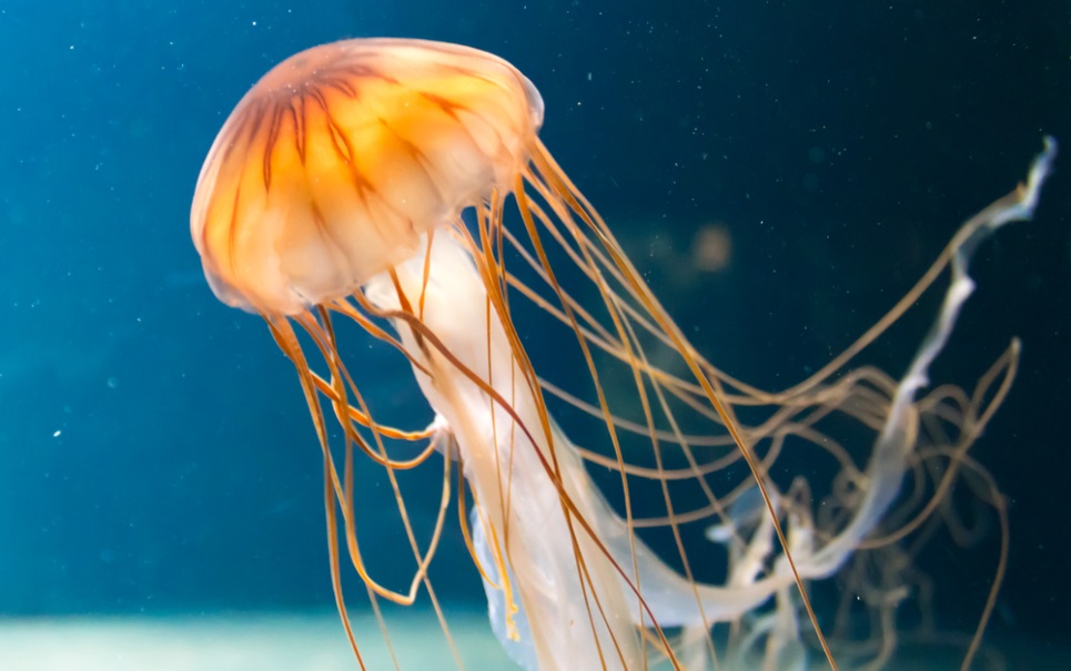 As 6 águas-vivas mais belas e incríveis do mundo
