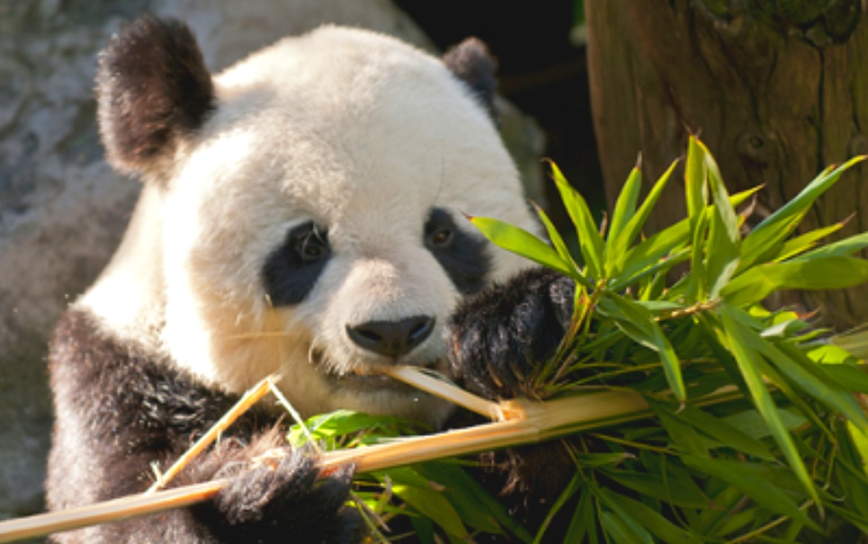 China cria espécie de reality show para pandas China cria espécie de reality show para pandas