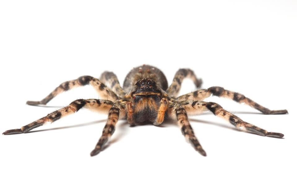 Você sabia que as aranhas possuem personalidade própria?