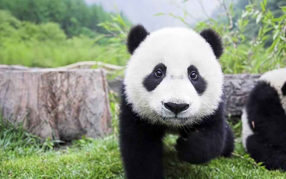 13 GIFs provam que os pandas são fofos