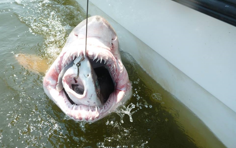 História de pescador: estudantes capturam tubarão com outro tubarão dentro