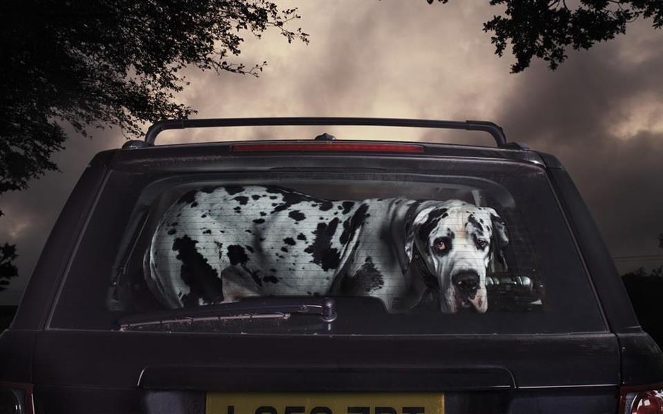 Fotógrafo registra cães enquanto esperam seus donos dentro do carro