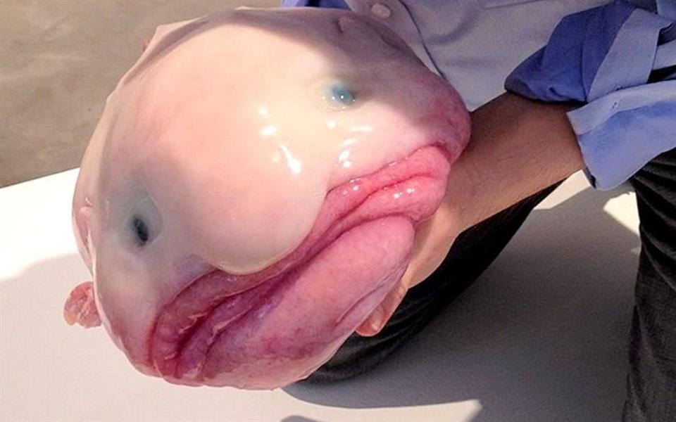 Blobfish é eleito o animal mais feio do mundo