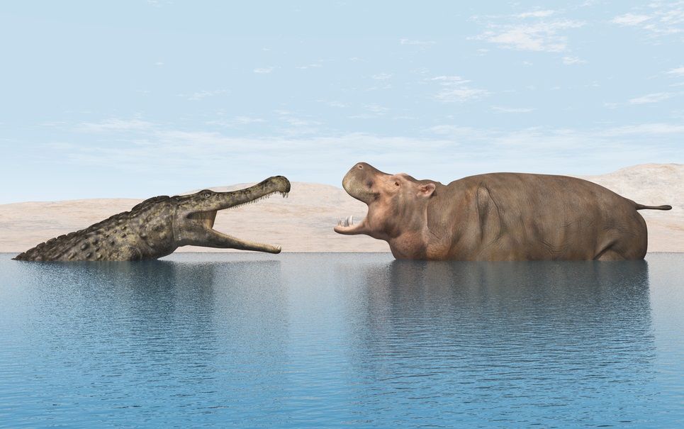 Encontro entre crocodilos e hipopótamos revela imagens impressionantes