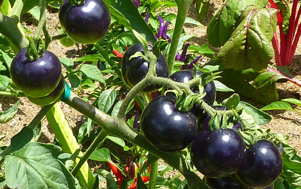 Cientistas desenvolvem tomates pretos que podem combater doenças