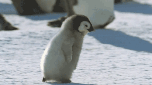 24110034334050.gif