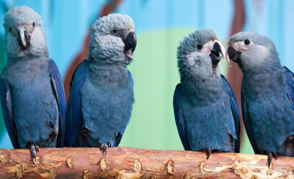 Arara brasileira é o pássaro mais raro do mundo