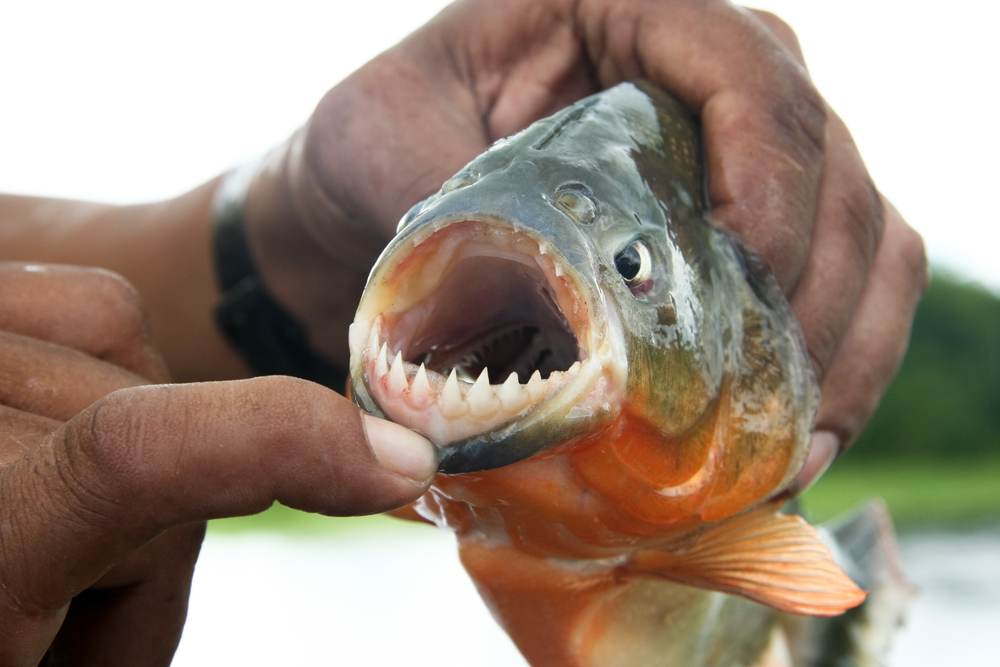 Resultado de imagem para piranhas- peixes