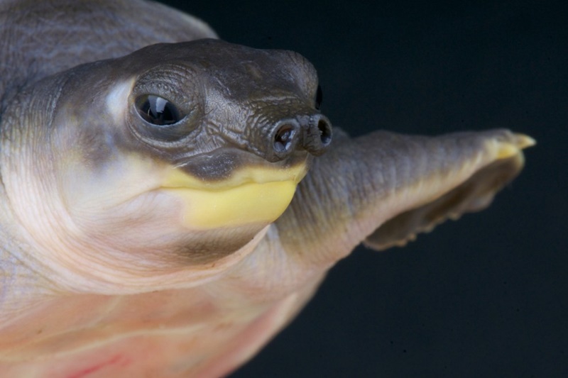 Pequeno manual das tartarugas: 13 fatos incríveis e 9 espécies
