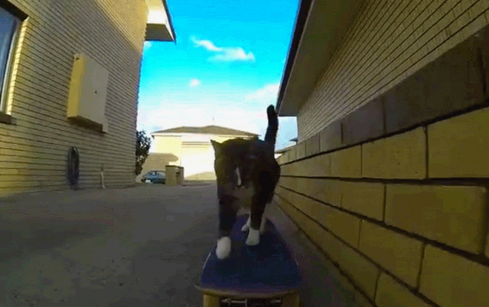 Felino radical! Gato fera no skate faz manobras incríveis [vídeo]